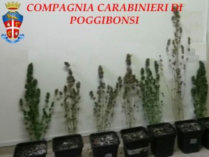 le piante rinvenute dai Carabinieri.