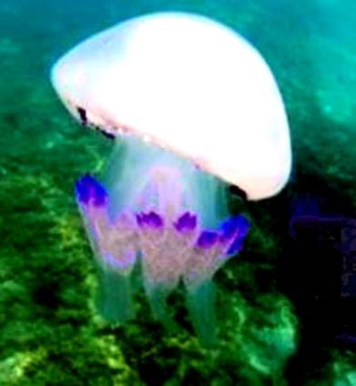 La medusa Rhopilema nomadica.