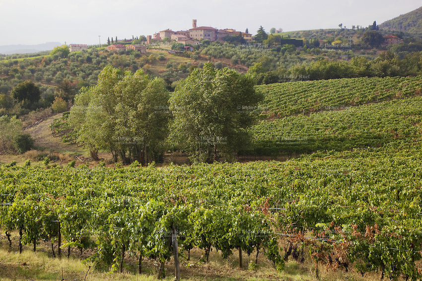 Tuscany. Vineyard